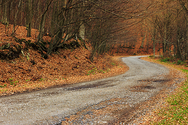 포토 JPG 해외이미지 나무 식물 계절 공원 도로 잎 자연 풍경 사람없음 야외 목재 빛 환경 침묵 가을 시골 숲 생태학 해외202004 해외포토 공공시설 교육 길 재료 교통시설 소리 생태계 파일형식 이미지허브