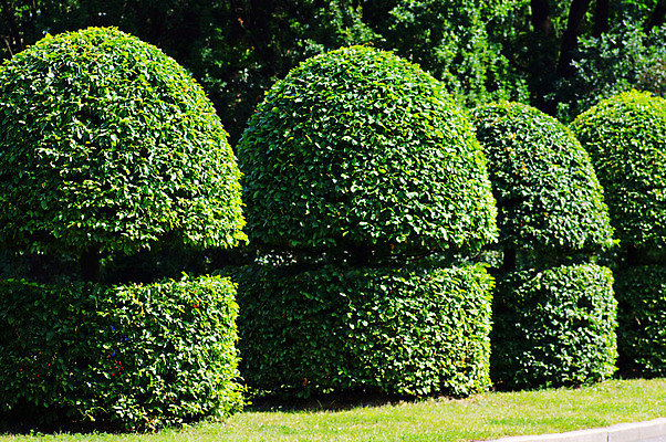 포토 JPG 해외이미지 나무 식물 공원 꽃 조각 낙엽 자연 주택 창조 미술 풍경 취미 사람없음 야외 장식 초록색 여름 숫자 정원 봄 산책 도시 점 보행로 냄비 땅 원예 타운 전나무 폴란드 구성 뒤뜰 해외202004 해외포토 문자 계절 공공시설 유럽 길 컬러 잎 문화예술 휴식 건물 솥 생태계 파일형식 이미지허브