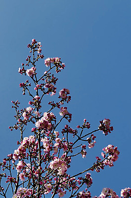 포토 JPG 해외이미지 식물 계절 꽃잎 꽃 분홍색 꽃다발 백그라운드 잎 자연 하늘 새로움 풍경 사람없음 초록색 일본 봄 벚꽃 나뭇가지 신선 개화 체리 닫기 부드러움 꽃수술 불가리아 생태학 해외202004 해외포토 나무 교육 아시아 컬러 컨셉 과일 모션 감각 생태계 파일형식 남유럽 이미지허브