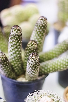 포토 JPG 해외이미지 모양 식물 꽃 지구 백그라운드 잎 꽃무늬 패턴 자연 선인장 건조 건강 사람없음 장식 초록색 정원 사막 성장 벚꽃 못 뜨거움 원형 거친 가시 닫기 매끈함 소프트포커스 위험 순수 묘사 날카로움 리빙 내추럴 고립 해외202004 해외포토 도형 컬러 컨셉 무늬 모션 촬영기법 공구 감각 생태계 파일형식 이미지허브