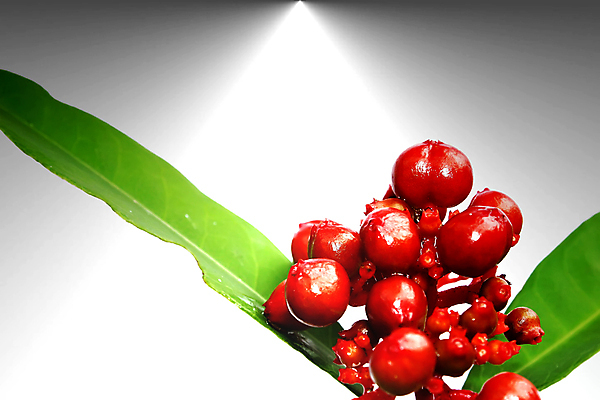 포토 JPG 해외이미지 줄기 잎 자연 사람없음 빨간색 빛 꽃병 성장 흰색 나뭇가지 신선 원형 달콤 작음 관목 내추럴 고립 해외202004 해외포토 도형 나무 식물 꽃 컬러 맛 크기 생태계 파일형식 이미지허브