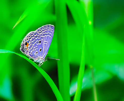 포토 JPG 해외이미지 나비 잎 오렌지 사람없음 초록색 파란색 노란색 비밀 꽃가루 숨기 많음 해외202004 해외포토 식물 컬러 곤충 컨셉 과일 모션 가루 파일형식 이미지허브