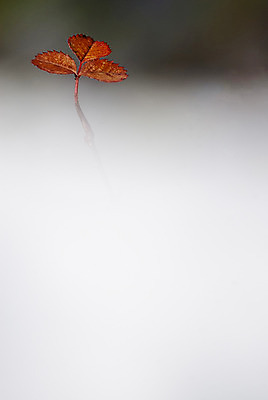 포토 JPG 해외이미지 나무 식물 계절 꽃 백그라운드 잎 오렌지 자연 아침 바람 날씨 풍경 사람없음 야외 빨간색 컬러풀 평화 정원 어둠 안개 가을 시골 황금 우아함 저녁 숲 신비 무서움 9월 11월 마법 10월 내추럴 뿌연 악몽 해외202004 해외포토 주간 자연요소 감정 컬러 컨셉 과일 날짜 야간 생태계 파일형식 이미지허브