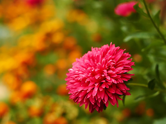 포토 JPG 해외이미지 식물 꽃잎 꽃 백그라운드 꽃무늬 패턴 자연 추상 사람없음 야외 장식 빨간색 초록색 여름 머리 우주 정원 활발 성장 벚꽃 가을 침대 개화 비교 선택 소프트포커스 싱글 심플 화단 꽃가루 부드러움 세련 완전 해외202004 해외포토 계절 컬러 가구 컨셉 무늬 촬영기법 신체부위 감각 가루 생태계 파일형식 이미지허브