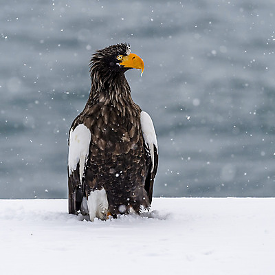 포토 JPG 해외이미지 동물 야생동물 바다 자연 조류 하늘 사람없음 야외 일본 흰색 사파리 홋카이도 독수리 포식 해외202004 해외포토 아시아 컬러 생태계 파일형식 이미지허브