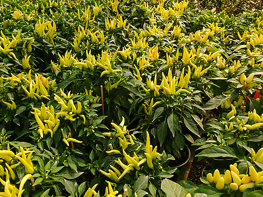 포토 JPG 해외이미지 식물 음식 백그라운드 잎 농업 채소 재료 자연 고추 건강 사람없음 초록색 여름 농장 정원 수확 성장 침대 신선 뜨거움 맛 유기농 원예 매움 후추 내추럴 밭일 채식주의자 많음 해외202004 해외포토 웰빙 계절 산업 컬러 가구 컨셉 취미 향신료 생태계 채식 파일형식 이미지허브