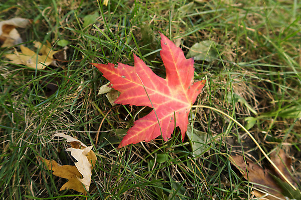 포토 JPG 해외이미지 단풍 잎 캐나다 오렌지 사람없음 빨간색 초록색 컬러풀 가을 해외202004 해외포토 식물 계절 컬러 북아메리카 과일 파일형식 이미지허브