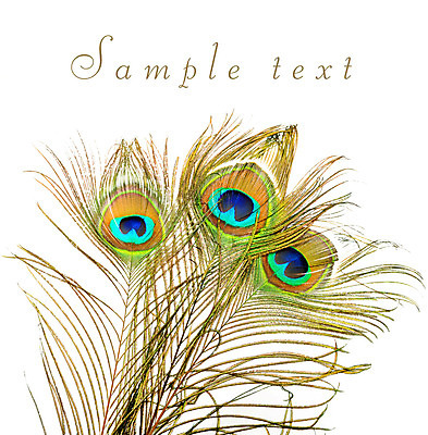 포토 JPG 해외이미지 동물 디자인 남자 야생동물 백그라운드 패턴 자연 조류 추상 미술 사람없음 장식 초록색 파란색 빛 컬러풀 노란색 우주 흰색 우아함 공작 깃털 오브젝트 질감 꼬리 솜털 고립 이국적 해외202004 해외포토 컬러 컨셉 무늬 문화예술 사람 생태계 파일형식 이미지허브