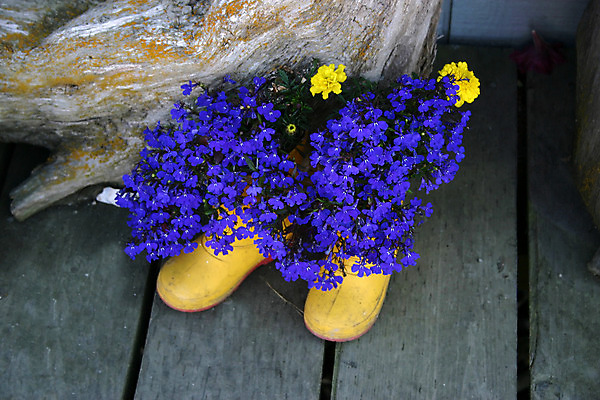 포토 JPG 해외이미지 식물 꽃잎 꽃 꽃무늬 자연 부츠 사람없음 목재 초록색 여름 파란색 노란색 정원 봄 벚꽃 해외202004 해외포토 나무 계절 컬러 신발 무늬 재료 생태계 파일형식 이미지허브