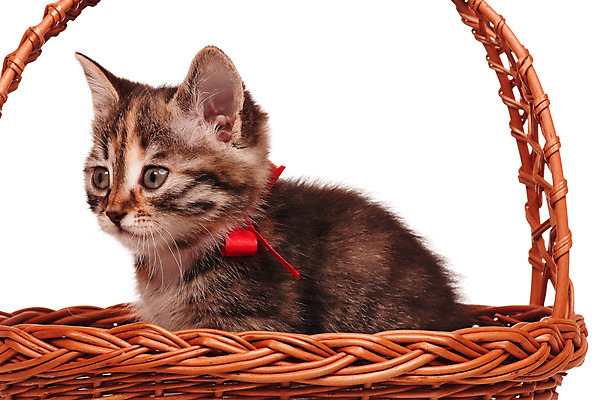 포토 JPG 해외이미지 동물 포즈 백그라운드 포유류 가정 수염 털 사람없음 반려동물 바구니 고양이 줄무늬 흰색 아기 작음 모피 자르기 육식동물 얼룩무늬 고립 유래 해외202004 해외포토 컬러 무늬 모션 사람 크기 파일형식 이미지허브