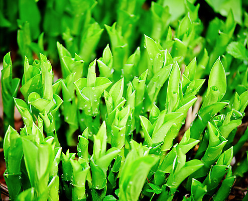 포토 JPG 해외이미지 식물 꽃 백그라운드 잎 꽃무늬 부분 자연 추상 사람없음 야외 초록색 환경 정원 활발 나뭇가지 칼날 묘사 유기농 원예 내추럴 해외202004 해외포토 나무 웰빙 컬러 컨셉 무늬 취미 생태계 파일형식 이미지허브