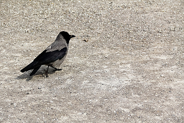 포토 JPG 해외이미지 조류 사람없음 걷기 검은색 산책 회색 깃털 부리 까마귀 깨짐 양발 해외202004 해외포토 동물 컬러 컨셉 모션 휴식 파일형식 이미지허브