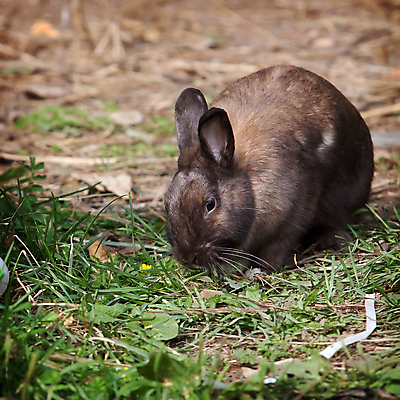 포토 JPG 해외이미지 동물 1 라이프스타일 계절 백그라운드 자연 동물원 사람없음 야외 초록색 컬러풀 갈색 검은색 에코 해외202004 해외포토 컬러 생활 환경 생태계 파일형식 이미지허브