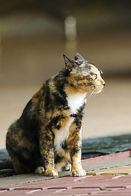 포토 JPG 해외이미지 동물 1 응시 시선 여자 포즈 백그라운드 장난 포유류 수염 털 앉기 사람없음 반려동물 갈색 고양이 줄무늬 종 흰색 닫기 달콤 작음 자르기 육식동물 얼룩무늬 고립 기르기 땅바닥 콘크리트 해외202004 해외포토 컬러 무늬 모션 바닥 사람 맛 크기 돌봄 파일형식 이미지허브