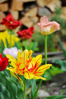 포토 JPG 해외이미지 식물 계절 공원 꽃잎 꽃 줄기 분홍색 꽃다발 백그라운드 잎 꽃무늬 밭 자연 휴가 부활절 발렌타인데이 선물 사랑 사람없음 빨간색 초록색 컬러풀 노란색 머리 정원 보라색 봄 활발 튤립 벚꽃 흰색 신선 개화 닫기 네덜란드 내추럴 고립 해외202004 해외포토 공공시설 기념일 감정 유럽 컬러 컨셉 무늬 농업 모션 데이이벤트 신체부위 생태계 파일형식 이미지허브