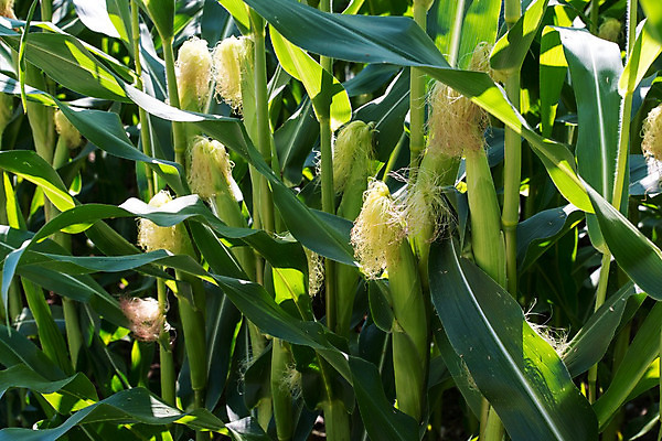 포토 JPG 해외이미지 식물 계절 음식 잎 밭 농업 다이어트 채소 자연 건강 옥수수 씨앗 사람없음 야외 초록색 농작물 농장 노란색 환경 활발 수확 성장 껍질 시골 신선 낟알 시리얼 유기농 팝콘 내추럴 채소밭 밭일 숙성 해외202004 해외포토 웰빙 산업 컬러 컨셉 곡류 생태계 파일형식 이미지허브