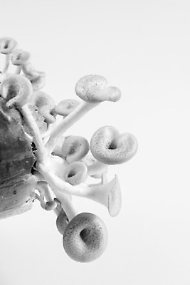 포토 JPG 해외이미지 식물 계절 음식 백그라운드 채소 비즈니스 재료 태국 자연 건강 요리 사람없음 목재 초록색 갈색 쌓기 버섯 가을 굴 흰색 신선 시장 맛 유기농 질감 날것 내추럴 고립 곰팡이 구김 식용 채식주의자 해외202004 해외포토 나무 웰빙 아시아 컬러 컨셉 모션 어패류 생태계 채식 파일형식 이미지허브