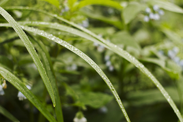 포토 JPG 해외이미지 식물 라이프스타일 백그라운드 잎 밭 자연 날씨 추상 잔디 사람없음 야외 초록색 물 빛 햇빛 태양 일출 환경 정원 침묵 일몰 봄 거품 젖음 성장 물방울 신선 투명 액체 떨어짐 보호 이슬 빗방울 순수 질감 완전 해외202004 해외포토 자연요소 계절 컬러 컨셉 무늬 농업 생활 노을 소리 비_날씨 생태계 파일형식 이미지허브