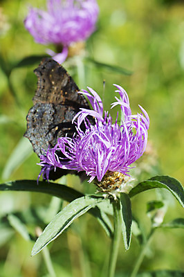 포토 JPG 해외이미지 동물 꽃 야생동물 곤충 자연 사람없음 야외 컬러풀 공작 엉겅퀴 해외202004 해외포토 식물 컬러 조류 생태계 파일형식 이미지허브