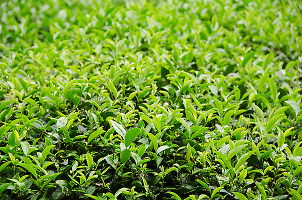 포토 JPG 해외이미지 나무 식물 아시아 음료 백그라운드 잎 패턴 밭 농업 자연 사람없음 초록색 농작물 농장 일본 침묵 성장 시골 차 내추럴 세련 해외202004 해외포토 나라 산업 컬러 무늬 소리 생태계 파일형식 이미지허브