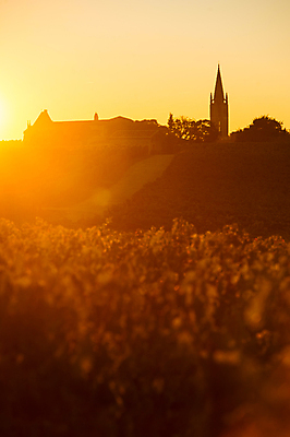 포토 JPG 해외이미지 산업 도로 잎 농업 자연 하늘 포도 아침 풍경 사람없음 야외 초록색 햇빛 태양 농장 노란색 일출 새벽 프랑스 성장 시골 조경 포도밭 장면 포도나무 세련 해외202004 해외포토 주간 자연요소 식물 유럽 길 컬러 밭 과일 교통시설 노을 과일나무 생태계 파일형식 이미지허브
