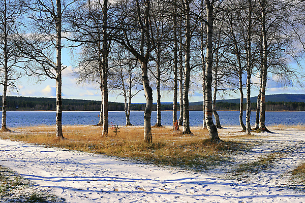 포토 JPG 해외이미지 나무 계절 호수 하늘 풍경 사람없음 물 파란색 가을 자작나무 해외202004 해외포토 자연요소 식물 컬러 파일형식 이미지허브