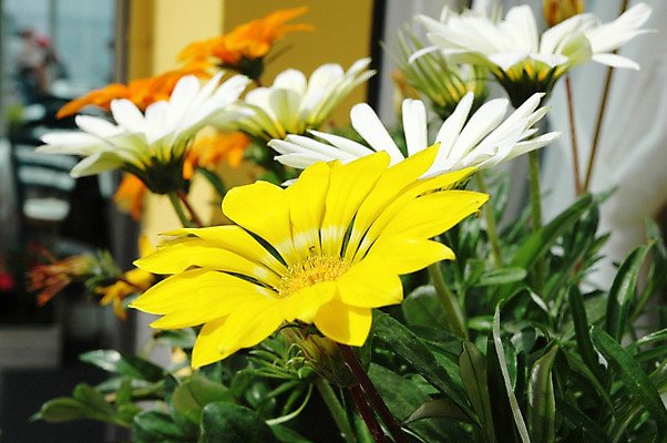 포토 JPG 해외이미지 꽃잎 꽃 자연 사람없음 봄 활발 성장 벚꽃 신선 개화 꽃수술 해외202004 해외포토 식물 계절 컨셉 생태계 파일형식 이미지허브