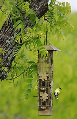 포토 JPG 해외이미지 나무 동물 잎 날개 자연 조류 사람없음 야외 노란색 나뭇가지 부리 해외202004 해외포토 식물 컬러 생태계 파일형식 이미지허브