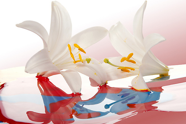 포토 JPG 해외이미지 모양 식물 디자인 교육 꽃잎 꽃 백그라운드 꽃무늬 패턴 추상 아이디어 창조 미술 사람없음 그래픽 장식 빨간색 머리 보라색 페인트 젖음 벚꽃 흰색 그리기 붓기 떨어짐 디자이너 순수 그림 심플 페인트붓 꽃가루 개성 꽃수술 해외202004 해외포토 직업 컬러 컨셉 무늬 모션 문화예술 신체부위 붓 가루 파일형식 이미지허브