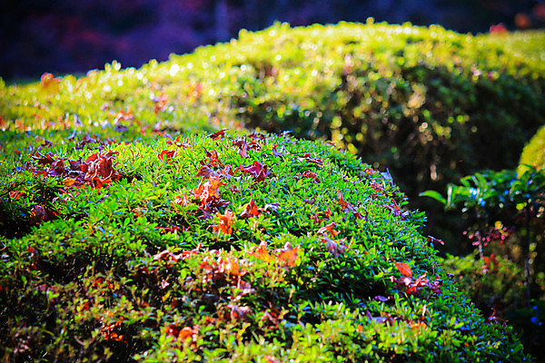 포토 JPG 해외이미지 나무 식물 계절 공원 실루엣 도로 여행 백그라운드 무지개 잎 패턴 자연 하늘 지붕 휴식 풍경 사람없음 빨간색 파란색 빛 컬러풀 햇빛 태양 정원 일본 활발 덮개 가을 나뭇가지 신선 보행로 닫기 숲 그늘 오솔길 강렬 해외202004 해외포토 자연요소 공공시설 아시아 길 컬러 컨셉 무늬 교통시설 모션 촬영기법 뚜껑 생태계 파일형식 이미지허브