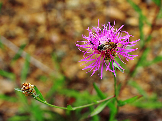 포토 JPG 해외이미지 식물 동물 꽃잎 꽃 곤충 백그라운드 오렌지 자연 노동자 손잡이 사람없음 맑음 봄 벚꽃 잡기 뜨거움 개화 벌레 수분 강의 냄새 꽃가루 꿀 찌르기 벌집 해외202004 해외포토 직업 계절 과일 모션 날씨 가루 생태계 파일형식 이미지허브