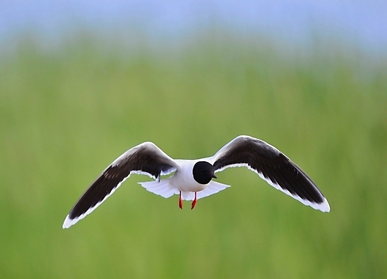 포토 JPG 해외이미지 동물 얼굴 야생동물 바다 포즈 백그라운드 날개 자연 갈매기 조류 하늘 낚시 사람없음 옆모습 초록색 물 평화 검은색 흰색 비행 얼룩 깃털 코 꼬리 물새 무료 해외202004 해외포토 자연요소 뷰포인트 컬러 컨셉 레저 신체부위 생태계 파일형식 이미지허브