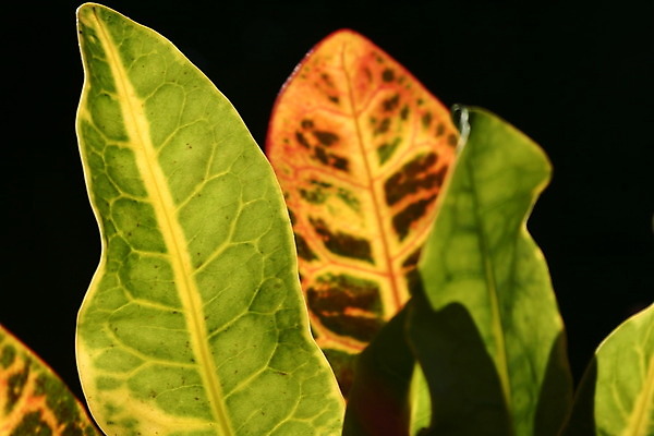 포토 JPG 해외이미지 식물 잎 열대 사람없음 가로 묘사 해외202004 해외포토 파일형식 이미지허브