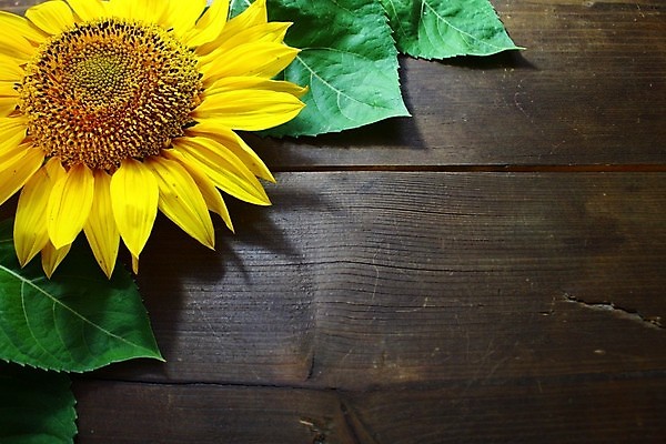 포토 JPG 해외이미지 식물 꽃 꽃무늬 탁자 해바라기 사람없음 목재 갈색 시골 갈색배경 해외202004 해외포토 나무 컬러 가구 백그라운드 무늬 재료 파일형식 이미지허브