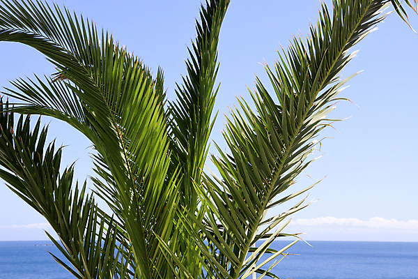 포토 JPG 해외이미지 나무 구름 바다 여행 잎 자연 하늘 손바닥 사람없음 여름 야자수 침묵 닫기 묘사 이국적 해외202004 해외포토 자연요소 식물 손 계절 모션 소리 생태계 파일형식 이미지허브