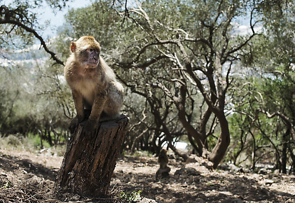 포토 JPG 해외이미지 동물 여자 남자 유럽 야생동물 포유류 자연 종류 사람없음 원숭이 싱글 멸종 유인원 해외202004 해외포토 나라 사람 생태계 파일형식 이미지허브