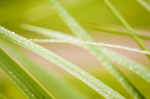포토 JPG 해외이미지 백그라운드 잎 아침 사람없음 초록색 물 신선 칼날 닫기 떨어짐 이슬 묘사 속도 해외202004 해외포토 주간 자연요소 식물 컬러 컨셉 모션 파일형식 이미지허브
