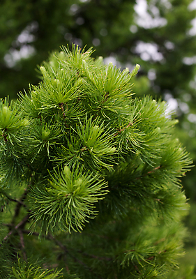 포토 JPG 해외이미지 나무 식물 자연 사람없음 초록색 봄 나뭇가지 소나무 부드러움 가문비나무 해외202004 해외포토 계절 컬러 감각 생태계 파일형식 이미지허브