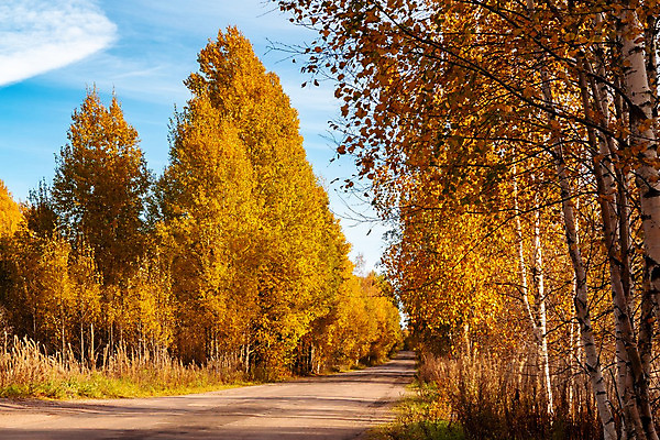 포토 JPG 해외이미지 나무 라이프스타일 계절 도로 여행 백그라운드 잎 오렌지 자연 하늘 날씨 풍경 사람없음 야외 빨간색 초록색 여름 컬러풀 노란색 맑음 가을 나뭇가지 시골 숲 아스팔트 인도인 장면 자작나무 10월 내추럴 방법 해외202004 해외포토 외국인 식물 길 컬러 과일 교통시설 동양인 생활 날짜 생태계 파일형식 이미지허브
