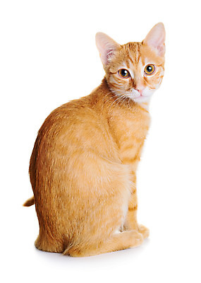 포토 JPG 해외이미지 동물 응시 행복 감정 얼굴 포즈 백그라운드 오렌지 장난 가정 포옹 놀이 앉기 사람없음 빨간색 반려동물 귀여움 고양이 줄무늬 코트 흰색 표현 아기 작음 모피 호기심 부드러움 솜털 생강 고립 관심 해외202004 해외포토 시선 컬러 컨셉 무늬 채소 과일 포유류 안기 모션 사람 신체부위 외투 감각 크기 파일형식 이미지허브