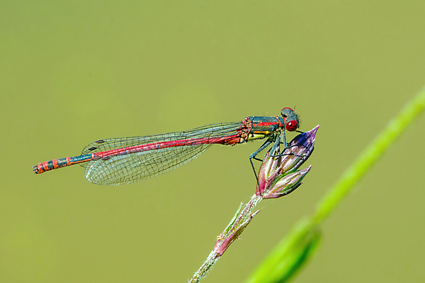 포토 JPG 해외이미지 동물 야생동물 곤충 백그라운드 날개 자연 사람없음 야외 초록색 여름 파란색 칼날 닫기 잠자리 작음 묘사 해외202004 해외포토 계절 컬러 모션 크기 생태계 파일형식 이미지허브
