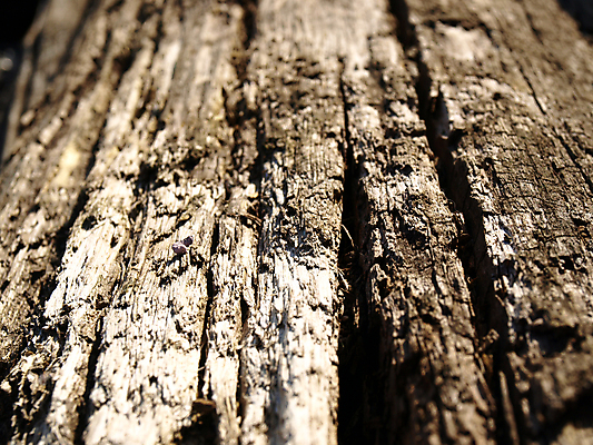 포토 JPG 해외이미지 모델 디자인 백그라운드 벽지 따뜻함 사람없음 목재 갈색 회색 골동품 소나무 못 묘사 부식 질감 나무껍질 시들음 내추럴 옛날 해외202004 해외포토 나무 컬러 재료 껍질 공구 파일형식 이미지허브