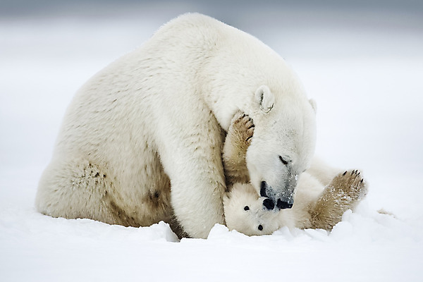 포토 JPG 해외이미지 동물 야생동물 바다 이동 2 캐나다 겨울 곰 포유류 자연 하늘 미술 성인 사람없음 야외 물 파란색 노란색 얼음 미국 산책 추위 흰색 닫기 위험 큼 모피 북극 사파리 싸움 육식동물 봉 북쪽 멸종 서식지 내추럴 눈내림 해외202004 해외포토 자연요소 계절 컬러 컨셉 북아메리카 모션 문화예술 휴식 눈_날씨 사람 크기 극지방 방향 생태계 파일형식 이미지허브