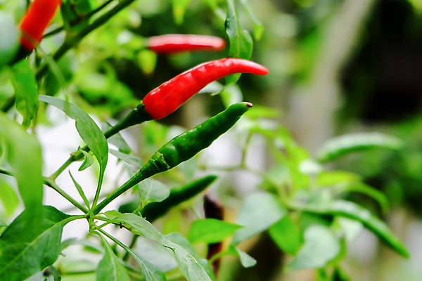 포토 JPG 해외이미지 나무 식물 음식 잎 농업 채소 자연 고추 피망 건강 사람없음 빨간색 초록색 농장 정원 맑음 수확 성장 신선 뜨거움 맛 향신료 유기농 원예 매움 후추 내추럴 오리지널 해외202004 해외포토 웰빙 산업 컬러 컨셉 날씨 취미 생태계 향미료 파일형식 이미지허브