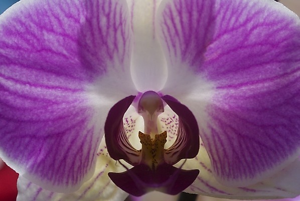 포토 JPG 해외이미지 식물 꽃 분홍색 자연 사람없음 정원 흰색 난초 원예 호접란 해외202004 해외포토 컬러 취미 생태계 파일형식 이미지허브