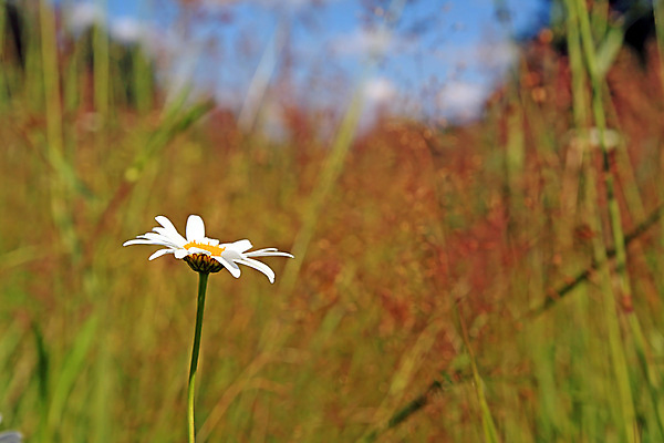 포토 JPG 해외이미지 식물 계절 꽃잎 꽃 백그라운드 잎 밭 자연 기술 사람없음 장식 초록색 여름 햇빛 약 노란색 머리 봄 들꽃 벚꽃 가을 흰색 신선 오픈 뜨거움 투명 우아함 작음 허브 싱글 향기 꽃가루 광 꽃수술 캐모마일 부족함 해외202004 해외포토 컬러 컨셉 농업 의학 신체부위 태양 크기 가루 생태계 냄새 파일형식 이미지허브
