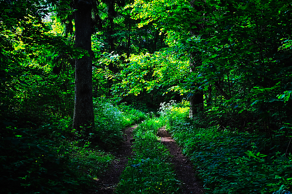 포토 JPG 해외이미지 나무 식물 공원 도로 야생동물 줄기 잎 자연 아침 풍경 사람없음 목재 초록색 여름 환경 시골 소나무 숲 침엽수 전나무 방법 양치류 해외202004 해외포토 주간 동물 계절 공공시설 길 컬러 재료 교통시설 생태계 파일형식 이미지허브