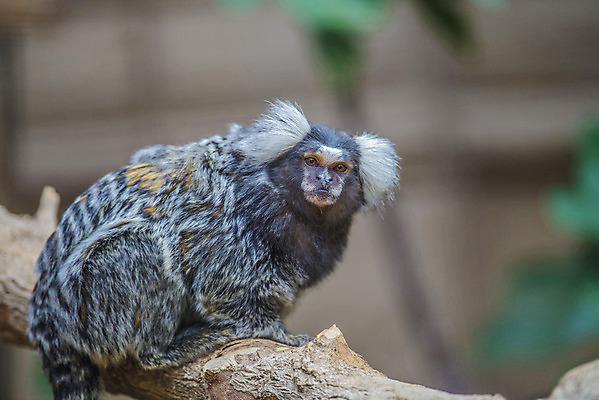 포토 JPG 해외이미지 나무 동물 척추동물 행복 얼굴 야생동물 포유류 자연 생물 털 앉기 사람없음 노란색 머리 회색 습기 흰색 나뭇가지 원숭이 표현 입 숲 작음 자르기 호기심 꼬리 멸종 유인원 이국적 지능 해외202004 해외포토 식물 감정 컬러 컨셉 모션 신체부위 크기 생태계 파일형식 이미지허브