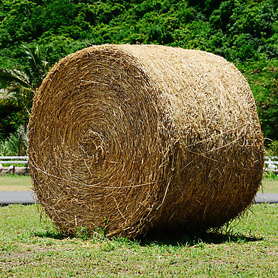 포토 JPG 해외이미지 식물 산업 밭 농업 자연 건조 옥수수 사람없음 야외 초록색 농작물 농장 노란색 쌓기 수확 시골 원형 황금 먹이 낟알 자르기 밀 롤 뭉치 밀짚 호밀 해외202004 해외포토 도형 컬러 모션 곡류 짚 생태계 파일형식 이미지허브
