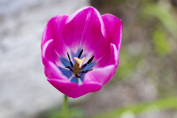포토 JPG 해외이미지 나무 식물 계절 꽃잎 꽃 분홍색 백그라운드 잎 꽃무늬 밭 자연 하늘 풍경 사람없음 초록색 여름 빛 컬러풀 햇빛 태양 일출 정원 맑음 봄 벚꽃 흰색 나뭇가지 신선 개화 체리 4월 원예 데이지 내추럴 해외202004 해외포토 자연요소 컬러 무늬 농업 과일 날씨 취미 노을 날짜 생태계 파일형식 이미지허브